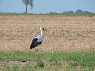 Bocian biały (Ciconia ciconia) 