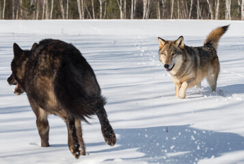 Grey Wolf (Canis lupus) Steps Towards Black Running Wolf Winter