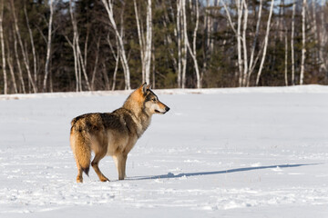Grey Wolf (Canis lupus) Stands in Field Looking Right Winter