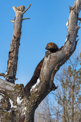 Fisher (Martes pennanti) Perched High in Tree Winter