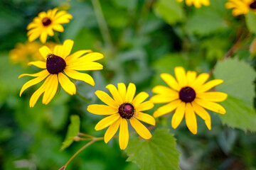 Yellow flowers in the garden