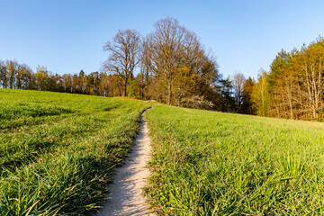 Narrow footpath in leading to forest through lush green springtime meadow