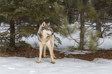 Fototapeta na wymiar Grey Wolf (Canis lupus) Stands in Front of Pine Trees Winter