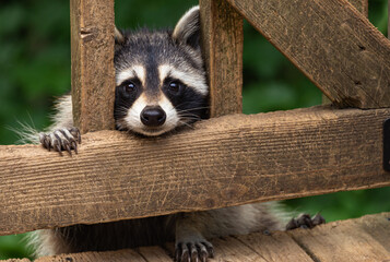 Mother raccoon peeking through deck rails before climbing up on weathered wooden deck. - obrazy, fototapety, plakaty