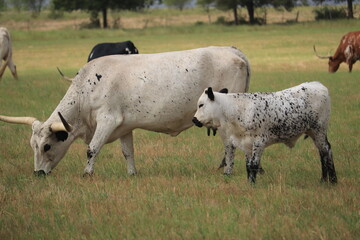 Obraz na płótnie Canvas Cow calf longhorn pa