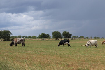 Naklejka na ściany i meble Landscape photo of cattle in the pasture on a texas ranch