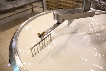 Milk in curd preparation tank at cheese factory