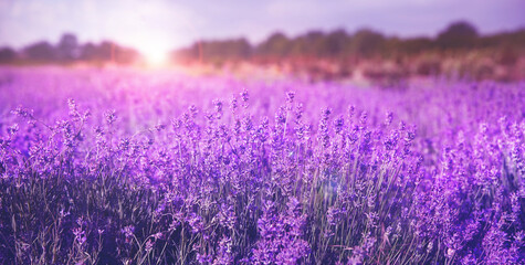 Beautiful sunlit lavender field, closeup. Banner design © New Africa
