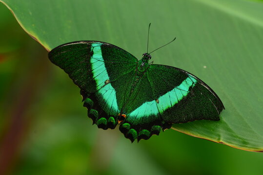 Emerald Swallowtail butterfly, U.K. Macro image of an exotic lepidoptera.