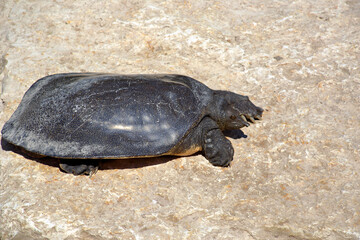 Nile Softshell Turtle (Trionyx triunguis).  Big Terrapin.