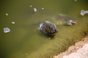 Nile Softshell Turtle (Trionyx triunguis).  Big Terrapin.