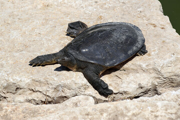 Nile Softshell Turtle (Trionyx triunguis).  Big Terrapin.