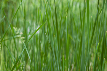 Fototapeta na wymiar green grass background