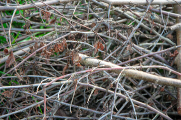 A heap of cut twigs and branches texture or background. Close up macro.
