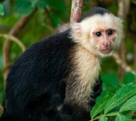 Small Monkey in a Tree