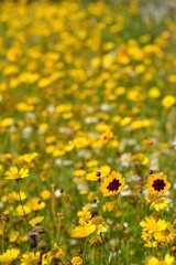 Wildflower meadow, Jersey, U.K. Summer yellow flowers and plants.