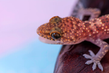 Closeup  Beautiful gecko in the garden