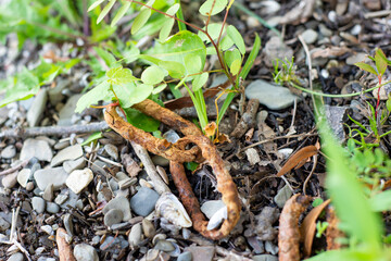 rusted chain link on mixed ground beach gravel 