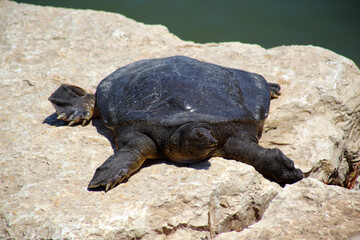Nile Softshell Turtle (Trionyx triunguis).  Big Terrapin.