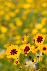 Wildflower meadow, Jersey, U.K. Summer yellow flowers and plants.