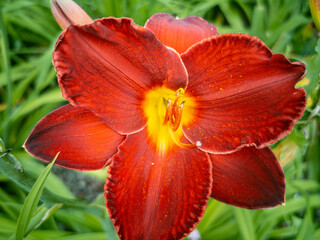 lily flower head