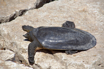 Nile Softshell Turtle (Trionyx triunguis).  Big Terrapin.