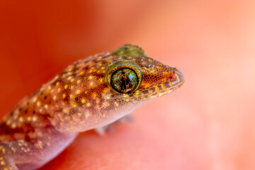 Closeup  Beautiful gecko in the garden