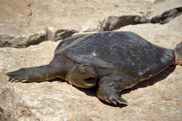 Nile Softshell Turtle (Trionyx triunguis).  Big Terrapin.