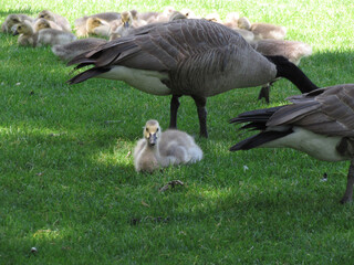 Safe: Gosling Resting Amongst The Adult Geese