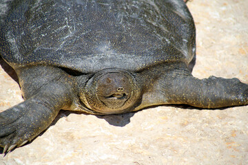Nile Softshell Turtle (Trionyx triunguis).  Big Terrapin.