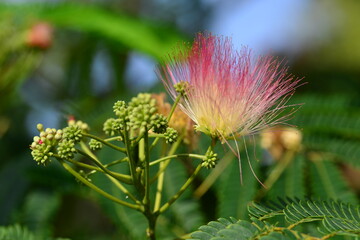 Monkeypod or Saman tree, Jersey, U.K, Summer exotic plant.
