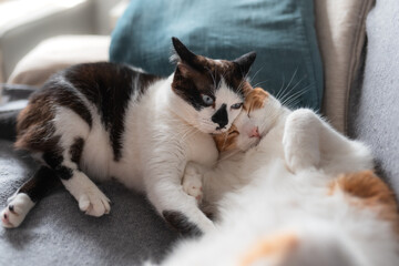 Dos gatos domestico de color blanco  duermen juntos sobre un sofa