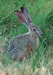 Naklejka na ściany i meble Rabbit at California grassland