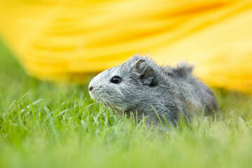 guinea pig  in the grass not the yellow background 