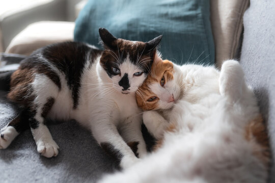 Dos gatos domestico de color blanco  duermen juntos sobre un sofa