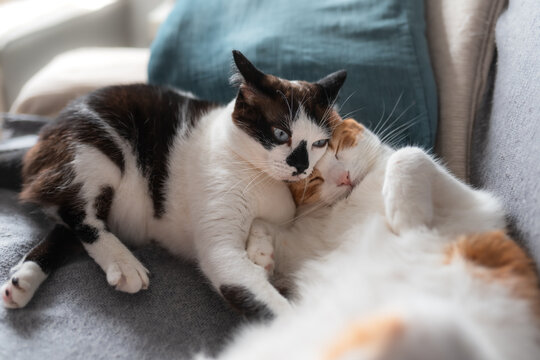 Dos gatos domestico de color blanco  duermen juntos sobre un sofa