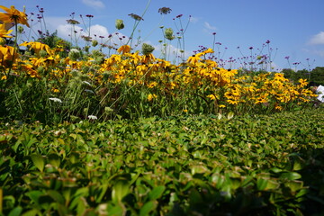 Green grass yellow flowers