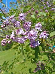 blooming lilac