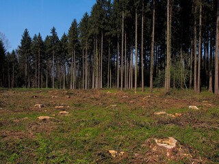 Kahlschlag - Borkenkäfer schädigt Fichtenwälder massiv