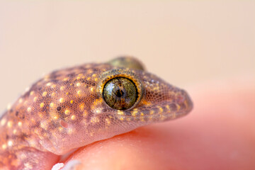 Closeup  Beautiful gecko in the garden