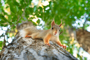 Red squirrel looks down on a tree.