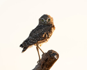 Burrowing Owl on tree limb perch