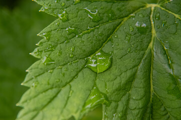 Green leaf with water drops on it after rain.