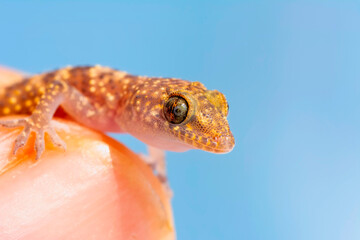 Closeup  Beautiful gecko in the garden