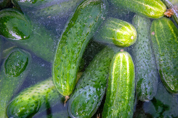 Cucumbers soaked in water for pickling. Homemade cucumbers. . Stocks for the winter. Billets from vegetables. Close up macro.