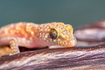 Closeup  Beautiful gecko in the garden