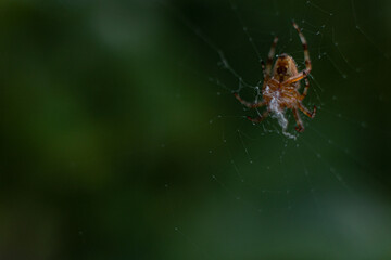 Pfui Spinne