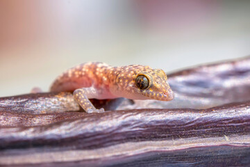 Closeup  Beautiful gecko in the garden