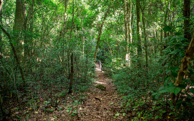 Mata fechada em floresta típica do Brasil