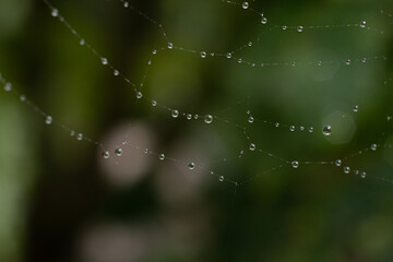 feuchtes Spinnennetz